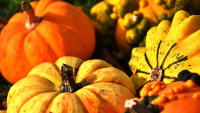 dýně pumpkins-2780115 1280